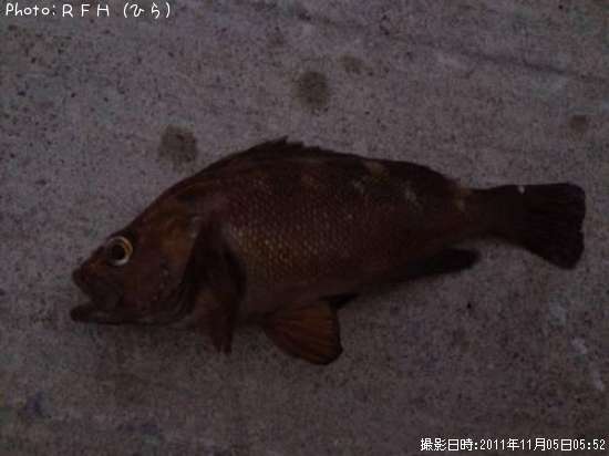 エゾメバル