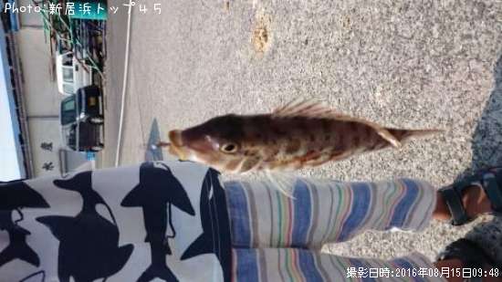 フエフキダイ