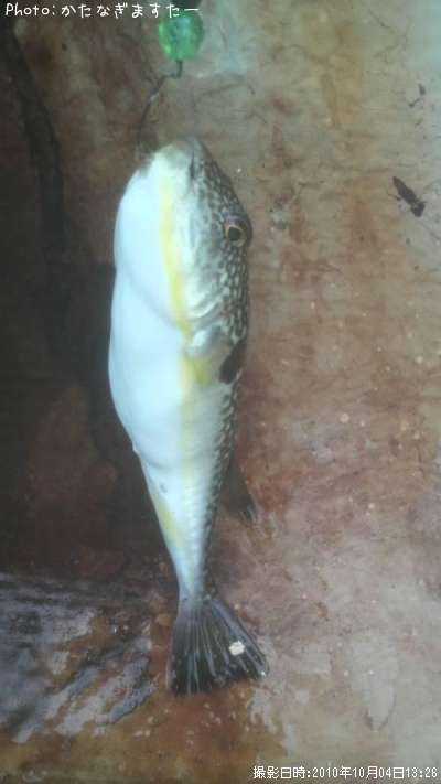 フグ