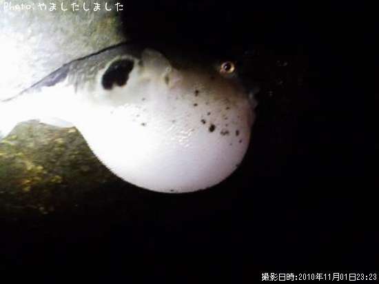 ふぐ