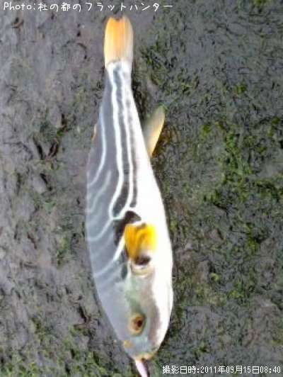 ふぐ