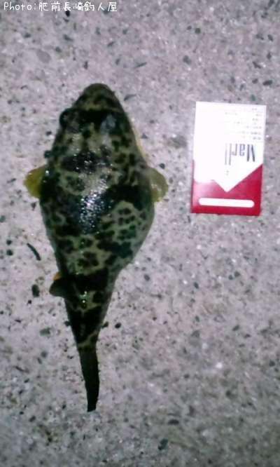 フグ