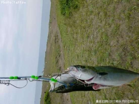 ふぐらげ