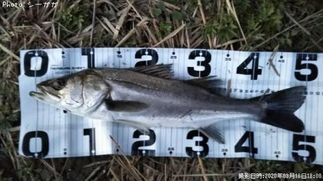 埼玉県でフッコが釣れるポイントはどこ 釣れるシーズンやルアー釣り情報や釣果発信中 即戦力釣り情報