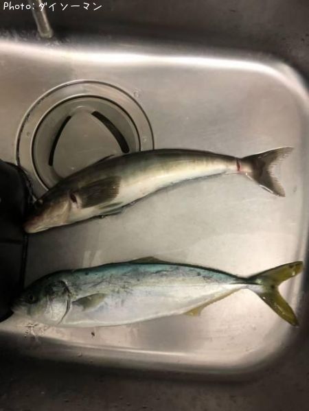 フクラゲ、ホッケ