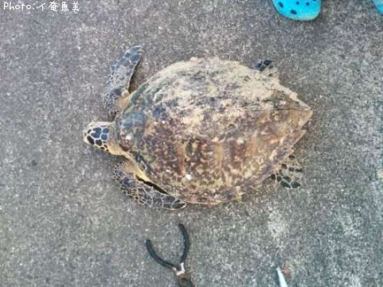 赤耳ガメ