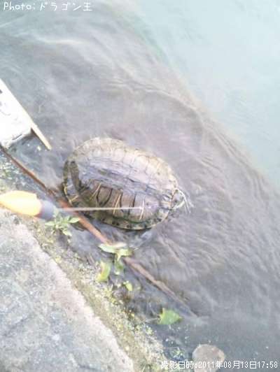 赤耳ガメ