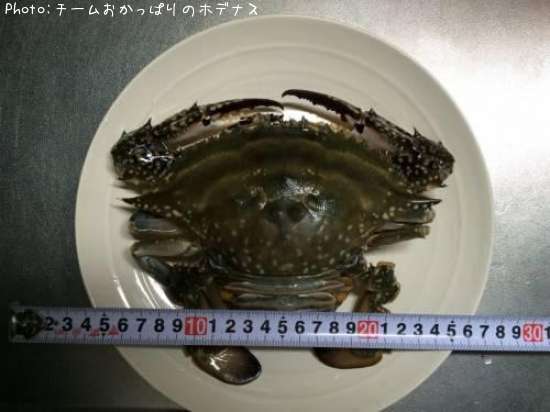 ガーニー