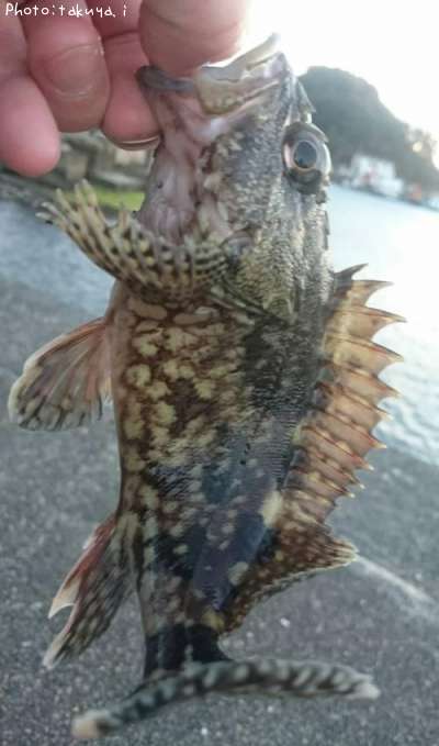 ガラカブ、メバル