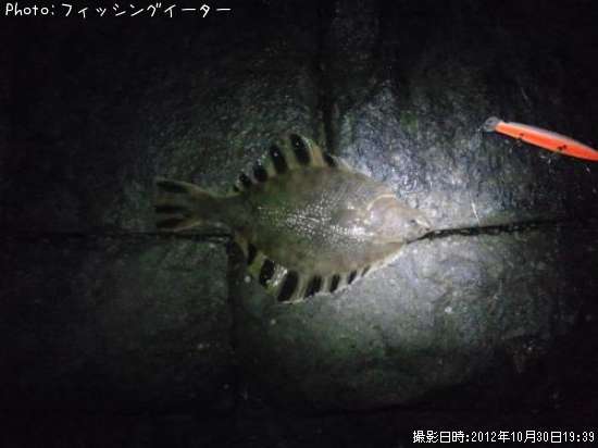 沼ガレイ