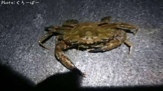 ガサミ