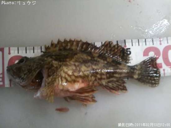 ガシラ