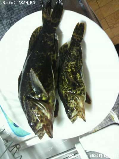 ガシラ君