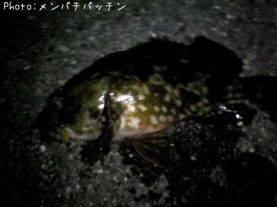 ガシラ