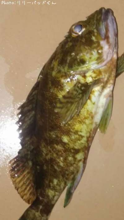 ガシラんらん