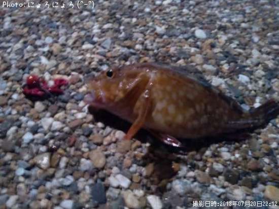 ガッシー君