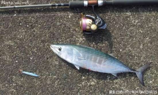 歯ガツオ