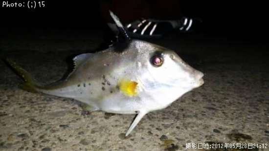 ギマ