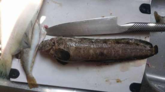 北海道でギンボが釣れるポイントはどこ 釣れるシーズンやルアー釣り情報や釣果発信中 即戦力釣り情報