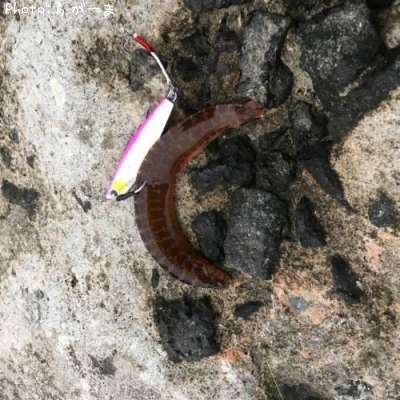 知りたい 秋田県のギンポ釣り情報を発信中 ポイントからシーズンやルアーまで釣果情報 即戦力釣り情報 知りたい 秋田県のギンポ釣り情報を発信中 ポイントからシーズンやルアーまで釣果情報 即戦力釣り情報