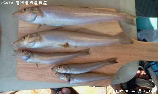 白ギス