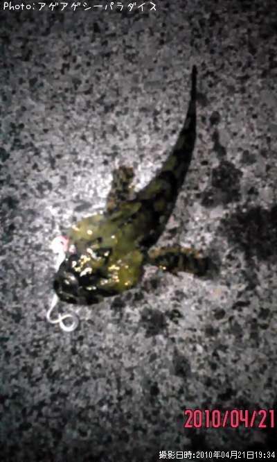 ギス