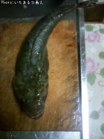 本ゴチ
