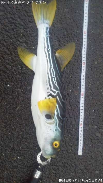 ごまふぐ?