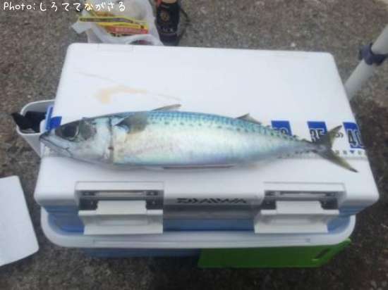 ゴマサバ