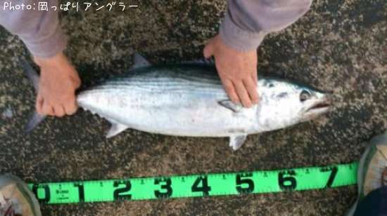 ハガツオ