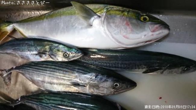 ハガツオ＆ワラサ＆シイラ＆サゴシ