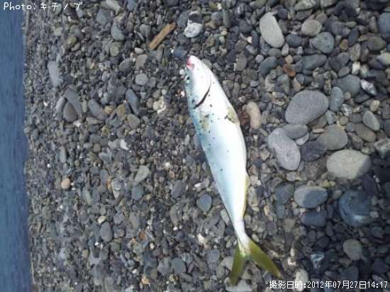 ハマチ