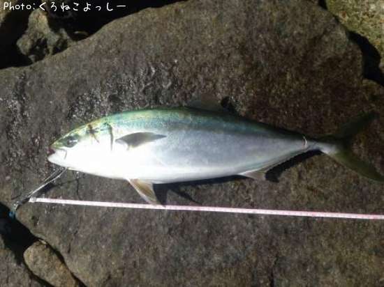 知りたい 岡山県のハマチ釣り情報を発信中 ポイントからシーズンやルアーまで釣果情報 即戦力釣り情報