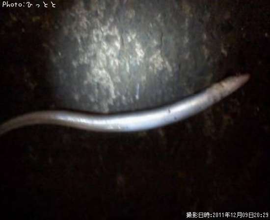 ハモ
