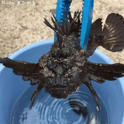 ハオコゼの化物