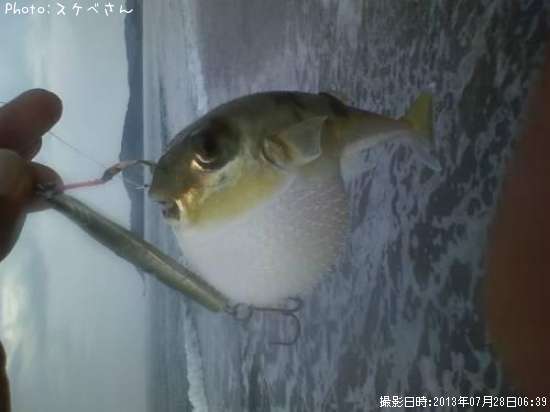 ハリセンボン??