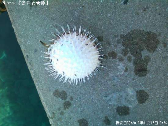 ハリセンボン