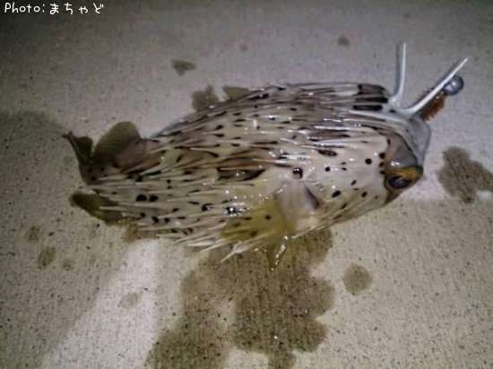 ハリセンボン