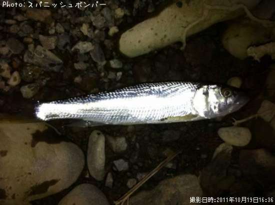 ハス