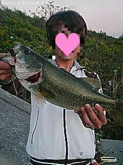 ハス