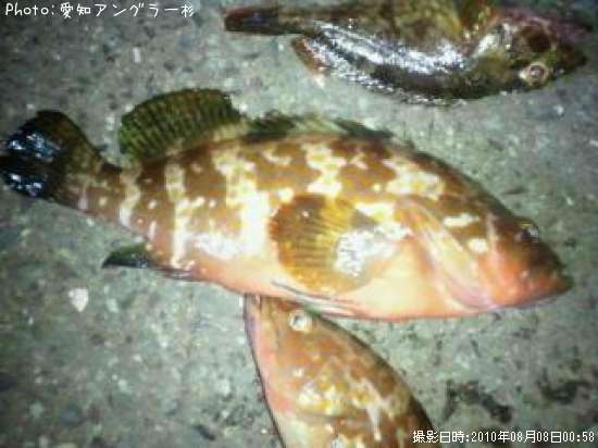 ハタ