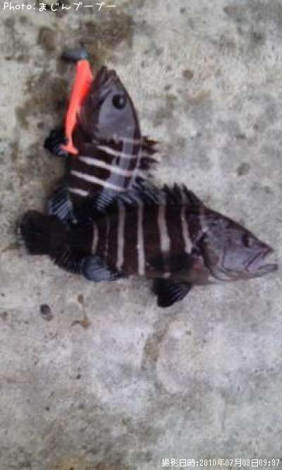 ハタ