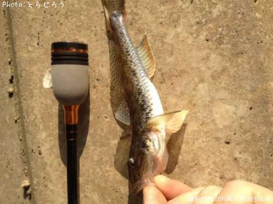 千葉県でハゼが釣れるポイントはどこ 釣れるシーズンやルアー釣り情報や釣果発信中 即戦力釣り情報