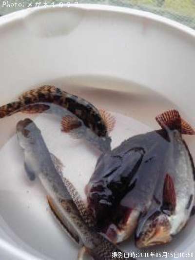 秋田県ハゼ釣り情報まとめ ポイントからルアーまで釣果情報 即戦力釣り情報