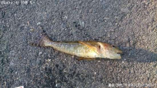 ハゼっぽいお魚