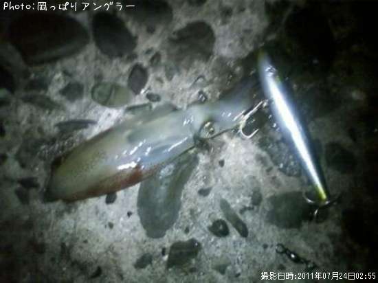 ヒイカかな?