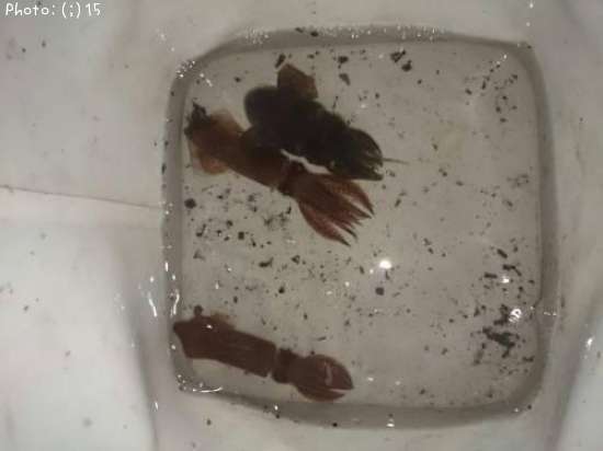 ヒイカ、ミミイカ