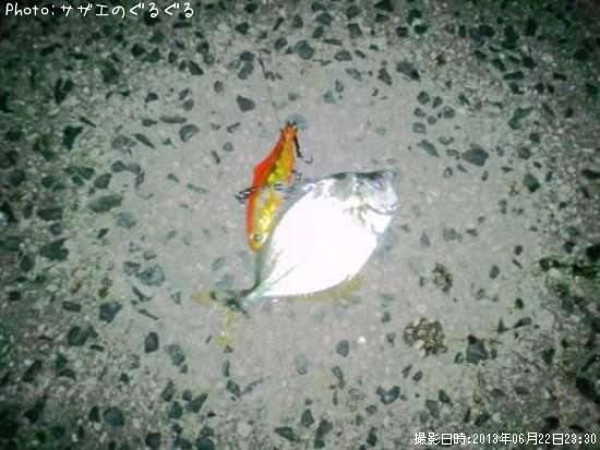 ヒイラギ