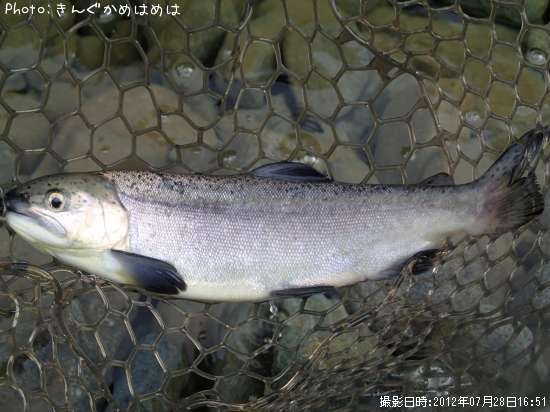 ヒメマス