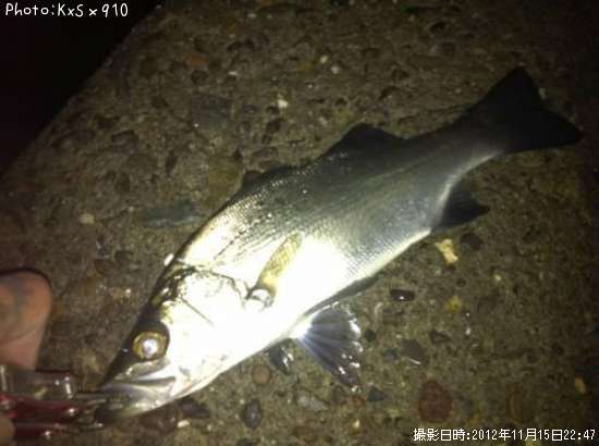 ヒラフッコ、アジ、メバル、タチウオ